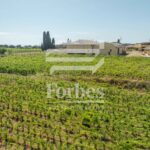 Costa degli Etruschi – Prestigiosa Tenuta Vitivinicola di 360 Ettari in vendita tra Bolgheri e il Mare