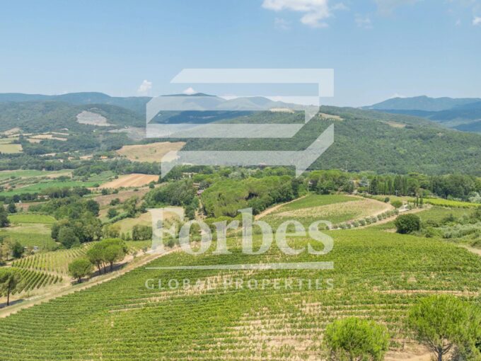 ECCELLENZE VINICOLE HOLDING 95 ha Vigneto Produzione BIO