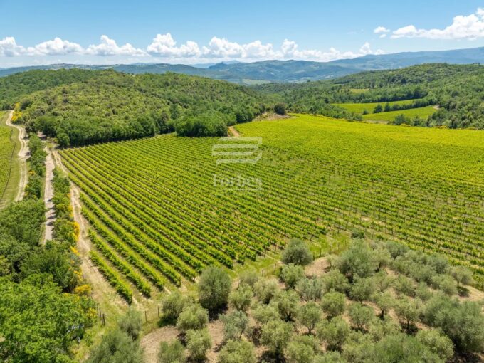 Cantina Montalcino 15 ha : Dove la Tradizione Incontra il Profitto