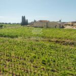 Costa degli Etruschi – Prestigiosa Tenuta Vitivinicola di 360 Ettari in vendita tra Bolgheri e il Mare