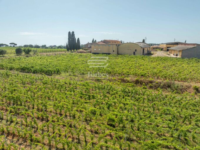 Costa degli Etruschi – Prestigiosa Tenuta Vitivinicola di 360 Ettari in vendita tra Bolgheri e il Mare