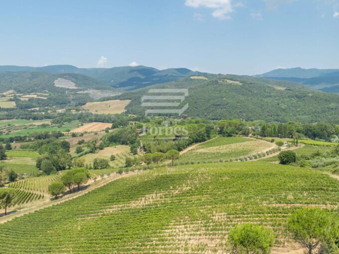 ECCELLENZE VINICOLE HOLDING 95 ha Vigneto Produzione BIO