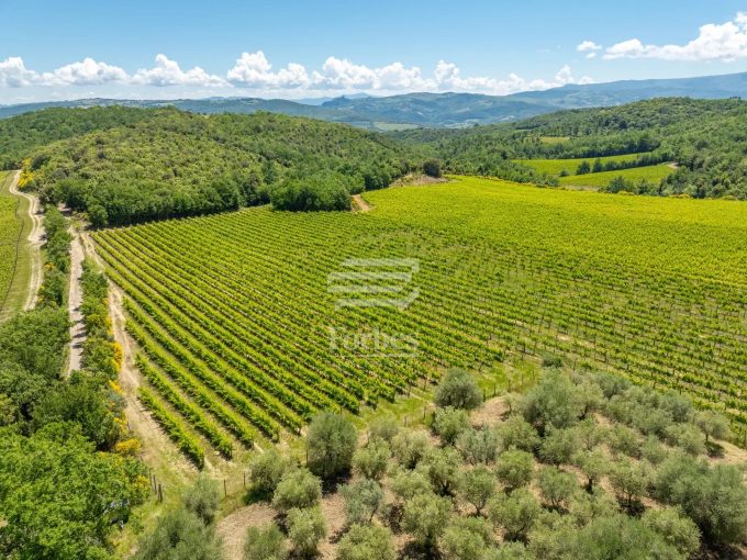 Cantina Montalcino 15 ha : Dove la Tradizione Incontra il Profitto