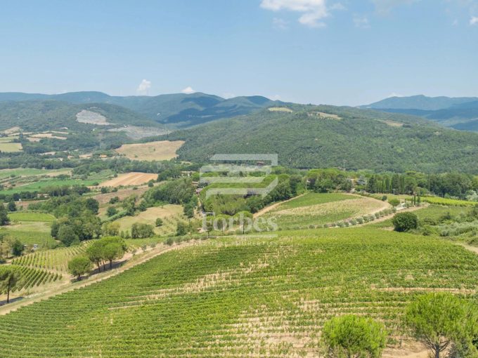 ECCELLENZE VINICOLE HOLDING 95 ha Vigneto Produzione BIO