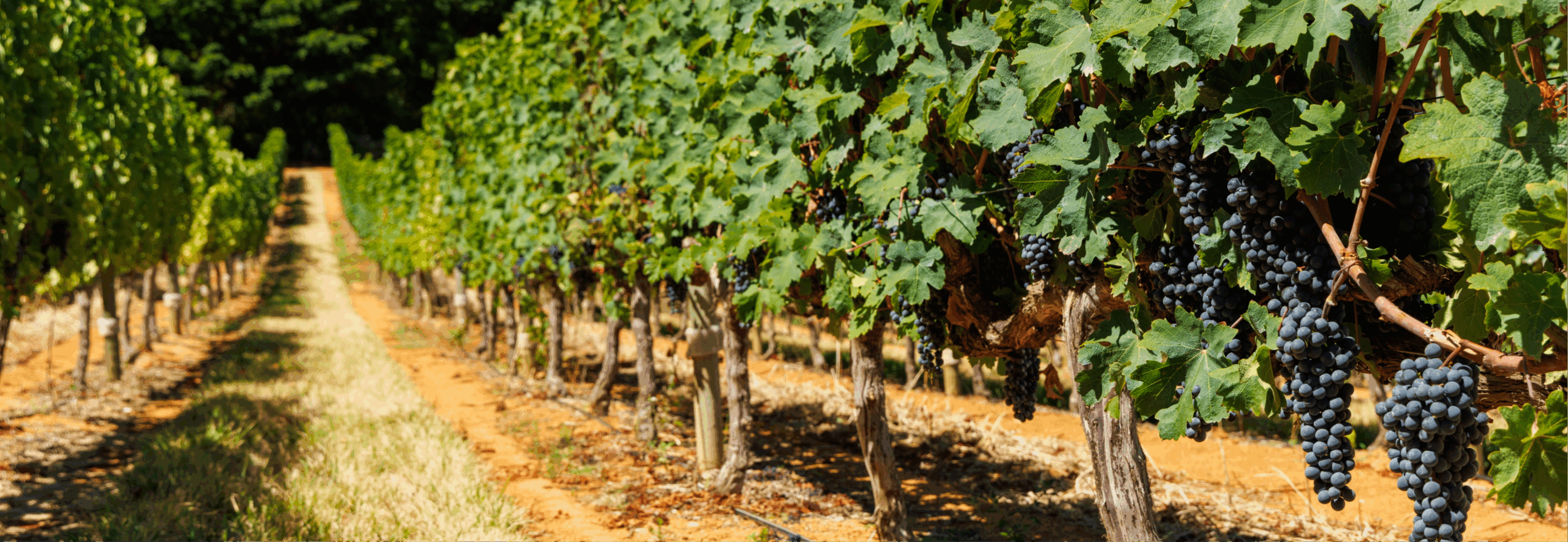 Wineries & Wine Estates